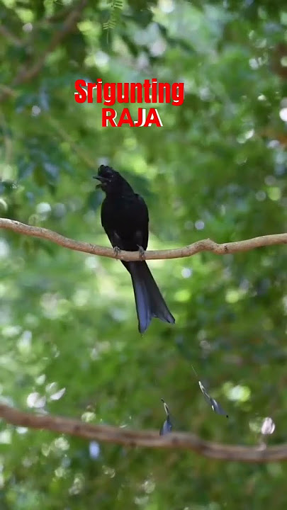 Suara Burung Srigunting Raja di Alam #sriguntinghitam #sriguntingraja #burung