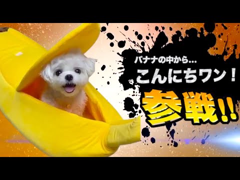 爆笑イッヌ全員参戦！！part30