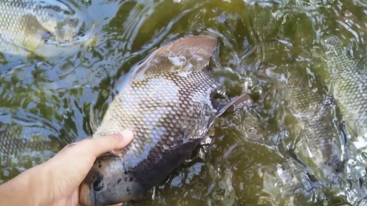 Panen ikan gurame kolam plastik 