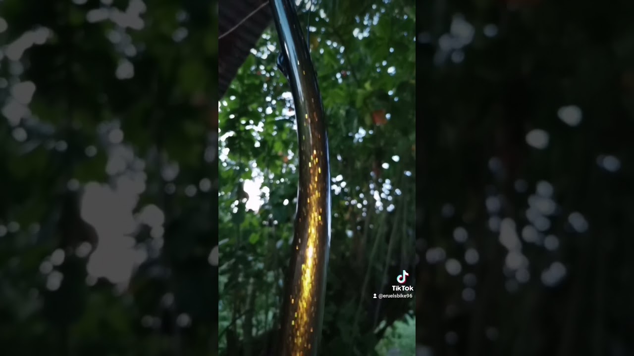 Black x Gold Flakes 🔱