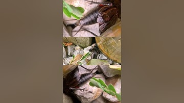 Cricket Chirping from multiple angles, one real-time, two slow-motion with original audio sounds 👂