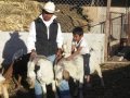 chivos boer en san jose de gracia molcaxac puebla.