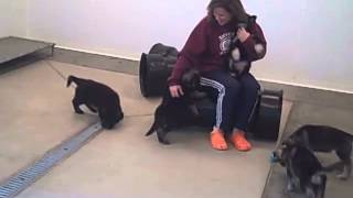 Opal and Scirocco Pups in Playroom, Vol 2