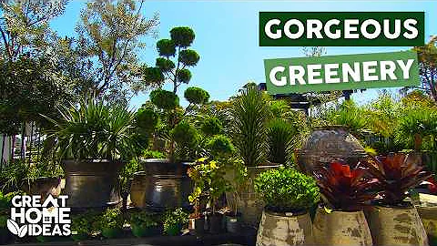 How To Pick The Best Potted Plants | Great Home Ideas