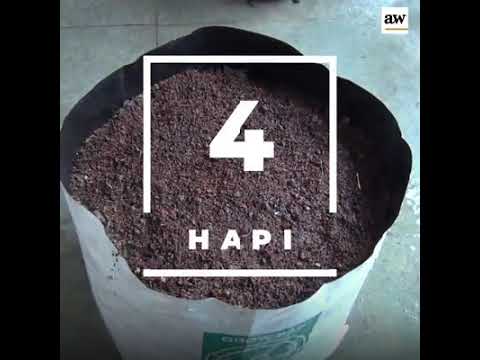 Video: Kujdesi për Agapanthusin në vazo - Këshilla për Mbjelljen e Agapanthusit në Kontejnerë