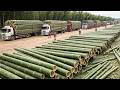 Billions of Bamboo, Wood, and Gypsum Panels Are Produced This Way - Inside The Factory