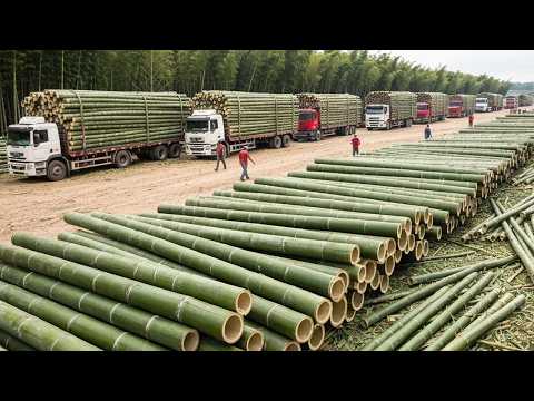 Billions of Bamboo, Wood, and Gypsum Panels Are Produced This Way - Inside The Factory