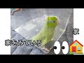 インコちゃんたちステンレスケージへお引越し♫