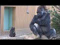 気付けば回収❗️赤ちゃんが父親に近づくのが心配な母ゴリラ⭐️Gorilla【京都市動物園】Genki brings back baby who is about to go to Momotaro.