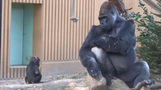 Gorilla⭐Genki brings back Kintaro who is about to go to Momotaro's side.【Momotaro family】