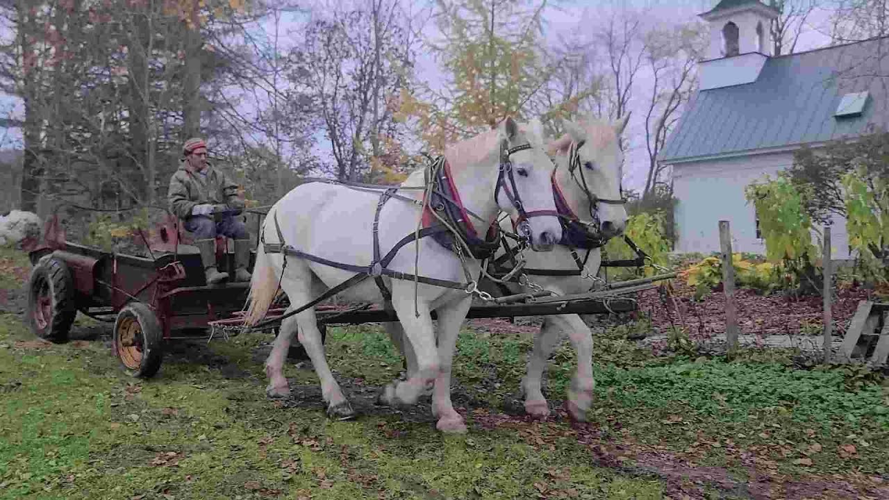 Breaking an Experienced Team of Draft Horses to Spread Manure
