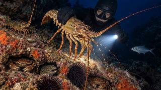 One Giant Crab Blocked the Entire Cave 🦀 Behind It Was a Whole Group of Crabs!
