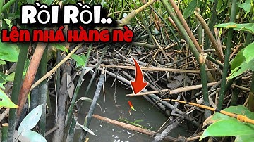 Tập 159 - Gần Đầy Thùng Cá Luôn Rồi, Mùa Nước Về Câu Cá Rô Đồng Đã Thiệt