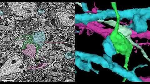 Seung Lab Neuroglancer Demonstration for SfN 2017