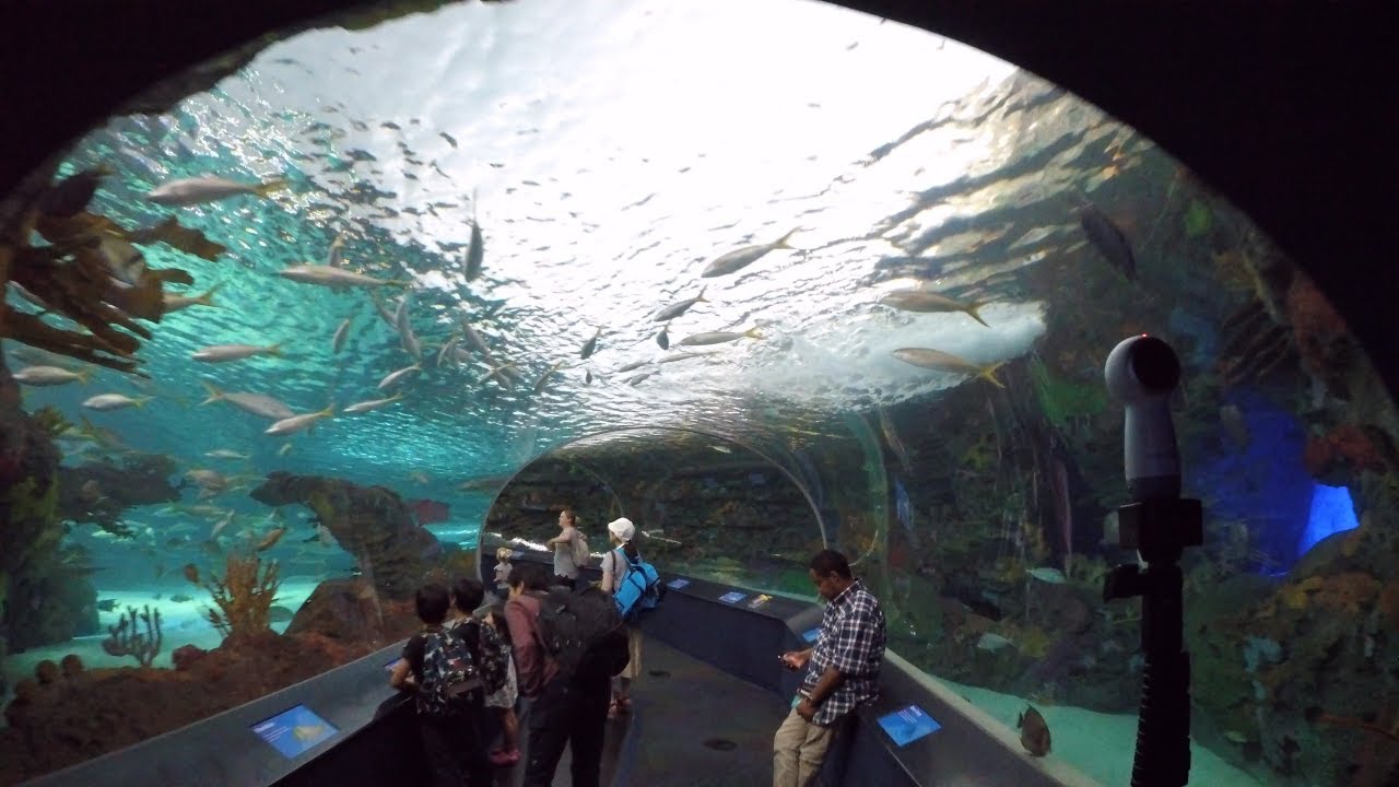 virtual tour of ripley's aquarium toronto