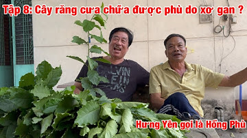 Hành trình đi tìm bí ẩn của cuộc đời - Tập 8: Cây răng cưa chữa được phù do sơ gan ?