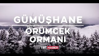 Örümcek Ormanları'nda iki mevsim bir arada yaşanıyor