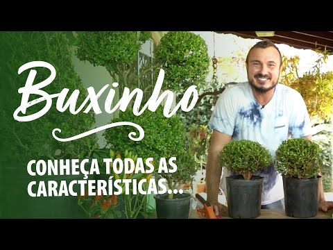 Vídeo: Tipos de arbusto de buxo - Quais são algumas boas variedades de Buxus para crescer