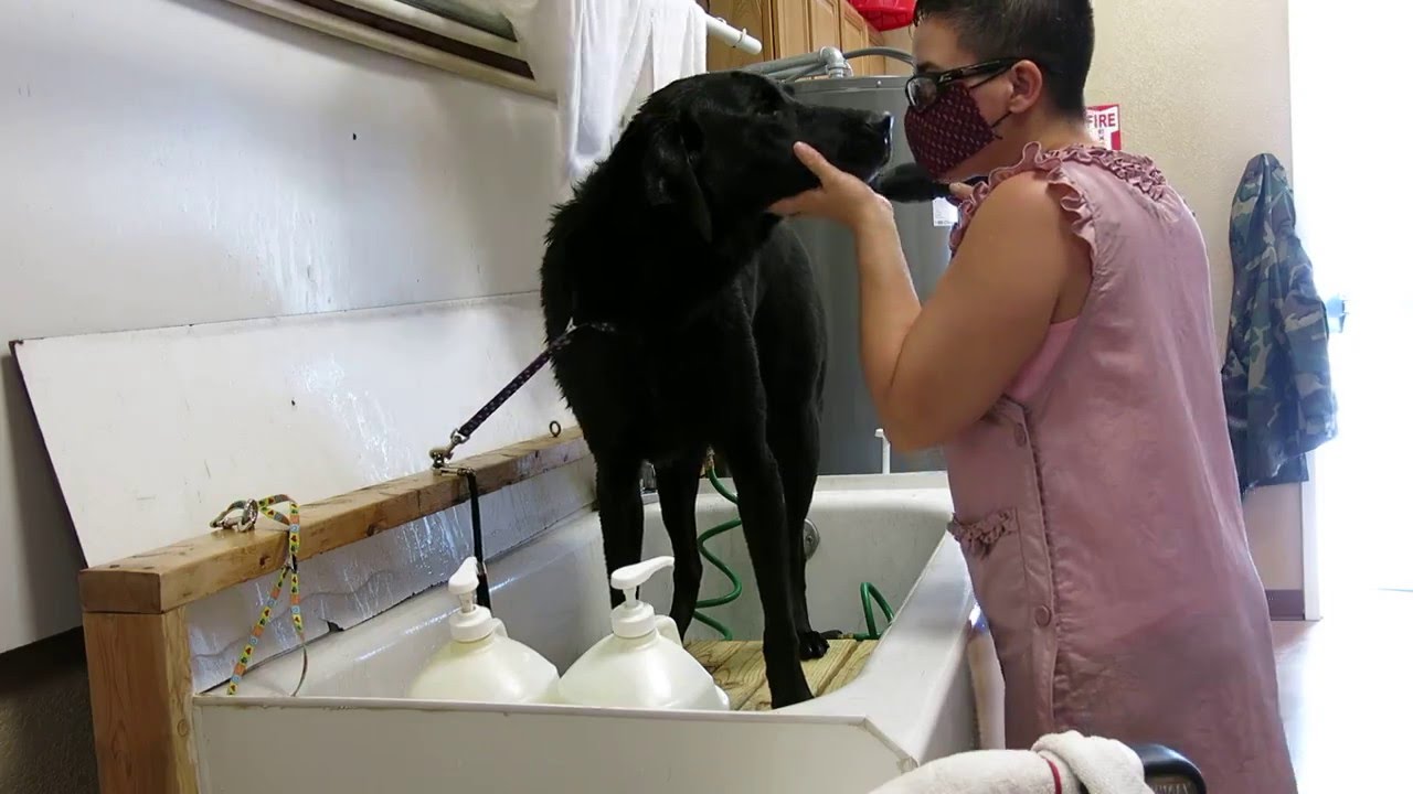 i love dogs book Max Military Dog Served in Iraq - Labrador Retreiver - while blow drying Max so kind hearted