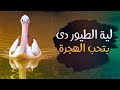 طائر البجع الطائر المهاجر