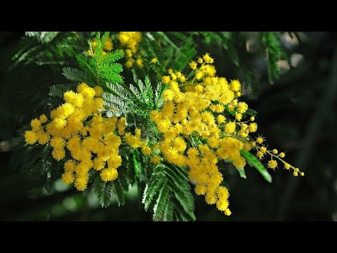 Video: Mimoza (57 Fotografij): Cvet Ali Drevo? Kako Izgleda? Opis Vrtne Mimoze, Sramežljive In Drugih Vrst. Kje Raste?