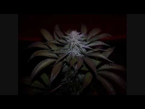 2PRCENT - I get hieeaahiiiigh