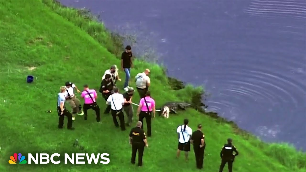Florida man killed by alligator Florida man killed by alligator