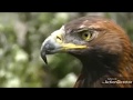 SUARA MASTER BURUNG ELANG || eagle and its distinctive voice || #Eagle #Elang #EagleVoice