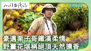豪邁栗子哥鐵漢柔情 野薑花堪稱絕頂天然擴香【台灣誌 #638】中秋白露吃粟子 嘉義中埔黃金山林_20140907 @ctvmit