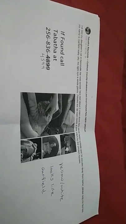 my mom lost my cat while I was on vacation in hanc...