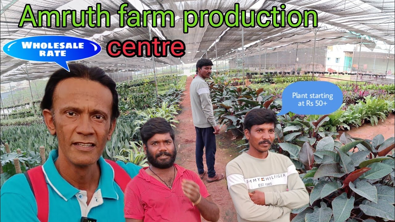 Wholesale Nursery Plants in Bangalore |Cheapest Plant Nursery in RamoHalli #nurserytour Part-2