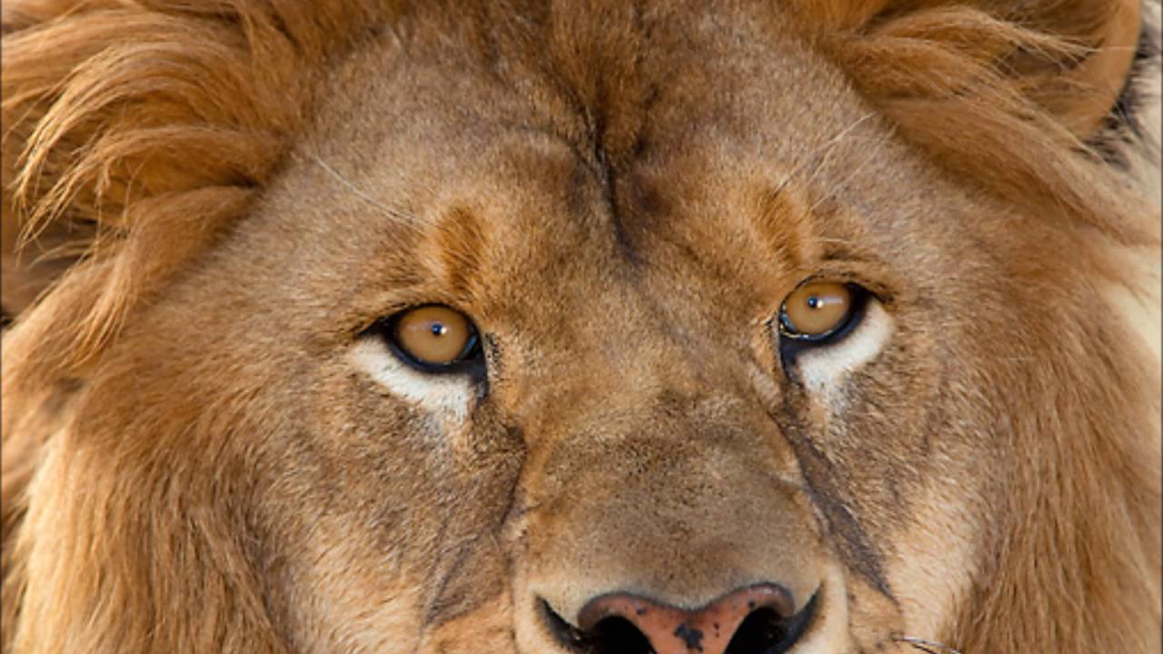 Язык льва крупным планом