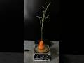 Lightning + carrot + grass