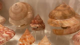 My Trochidae/Top shell plus Calliostomatidae and Pleurotomariidae/Slit shell Collection