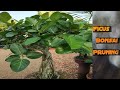 Reviving Your Ficus Bonsai: Proper Pruning for Health and Beauty।। বট বনসাই প্রুনিং।।