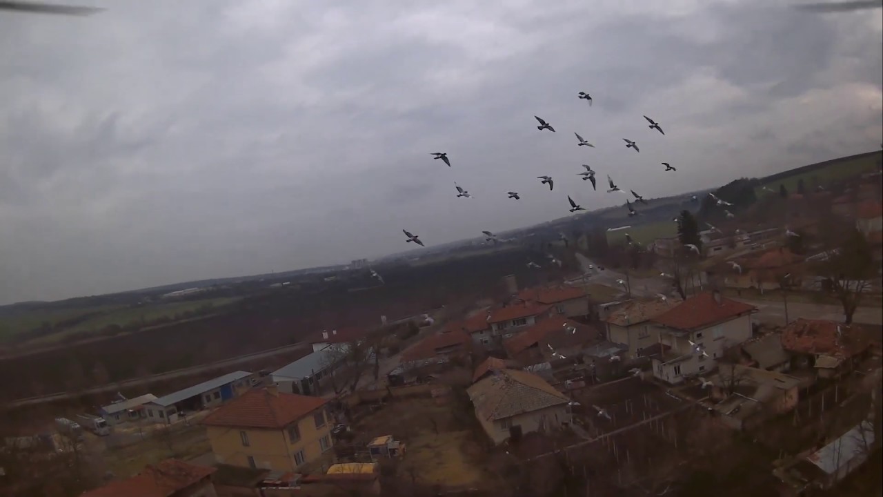 Летаем вместе с птицами! ★ Flying with birds! ★ MJX Bugs 5W | Best Budget Drone of 2018 with GPS !