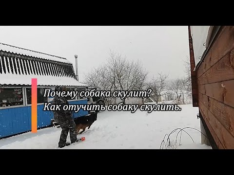 Почему собака скулит? Как отучить собаку скулить.