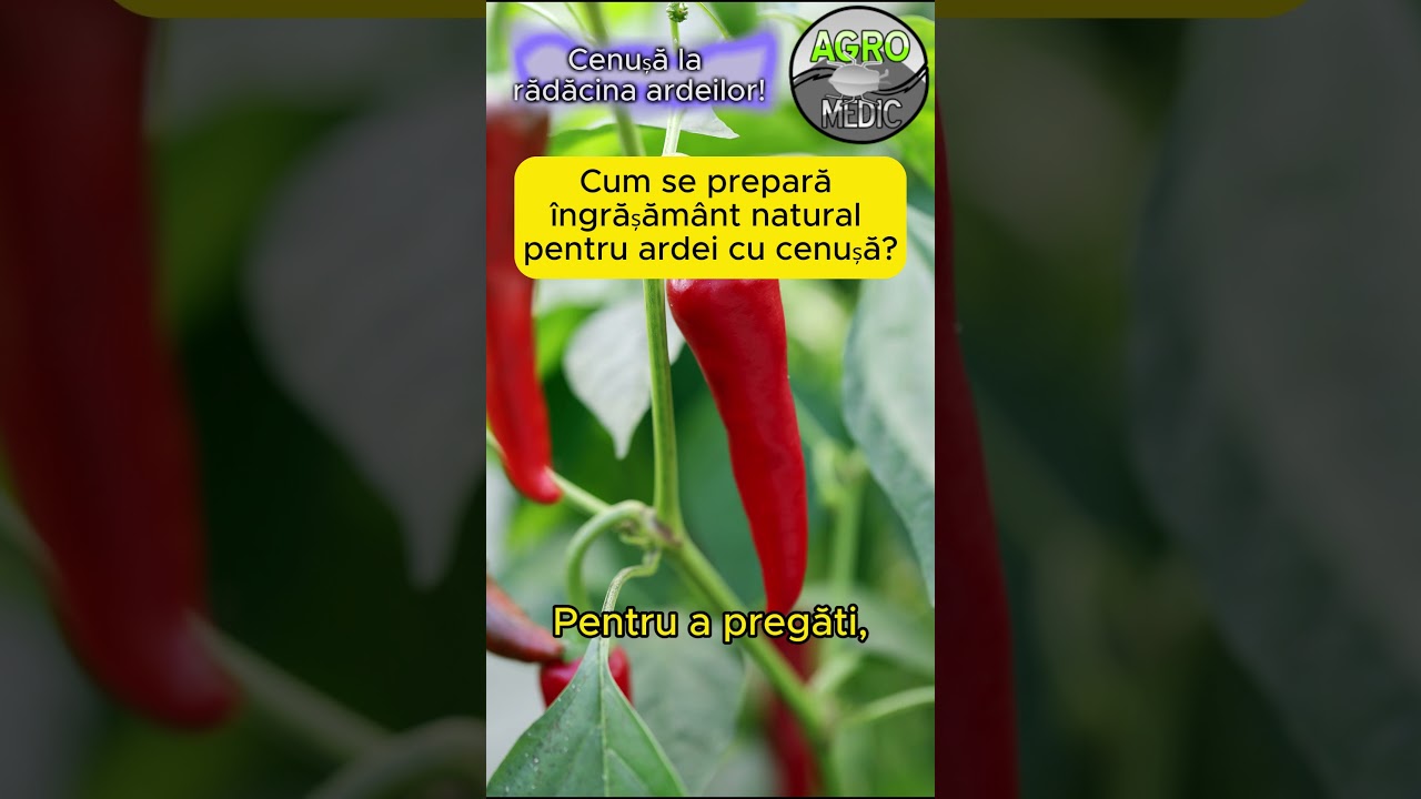 Cum se prepară îngrășământ natural pentru ardei cu cenușă? Secretul ardeilor lungi și carnoși