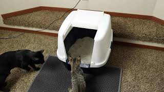 Amazon Jumbo Hooded Litter Box / Cat Litter Mat Review by Meow 651 views 3 years ago 1 minute, 56 seconds