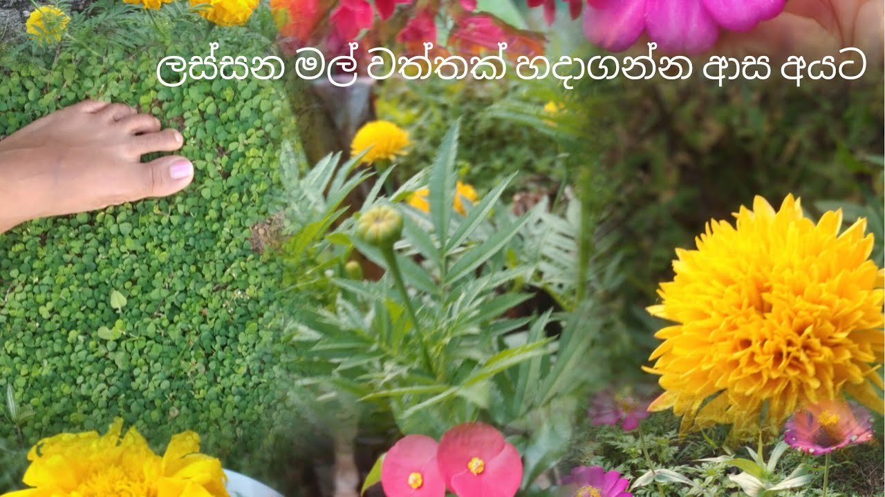 මල් යායක් හදාගන්න පුළුවන් වර්ග ටිකක් බලමුද..🌻🌷🌼🌸🌺