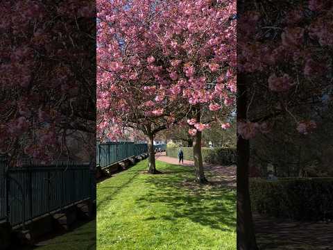 Beautiful blossom tree at the park