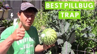 Best Way to Trap Pillbugs & Sowbugs in the Organic Garden