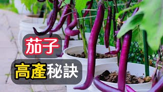 【茄子種植】茄子高產必殺技|如何种出吃不完的茄子|Grow Lots of Eggplant with This Technique#种菜 #育苗