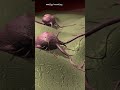 New Effective Cancer Treatment! #science #research #biology #cancertreatment