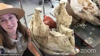 Paleontology Lab Tour at Anza-Borrego Desert State Park!