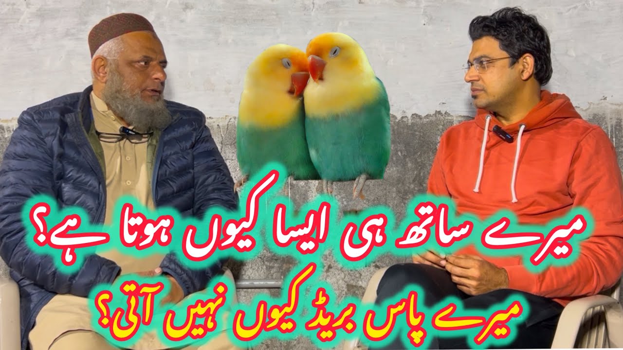 New Fancier Birds lety hue kahan galti krta ha?
