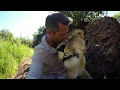 How A Lion REALLY Roars! #AskMeg | The Lion Whisperer