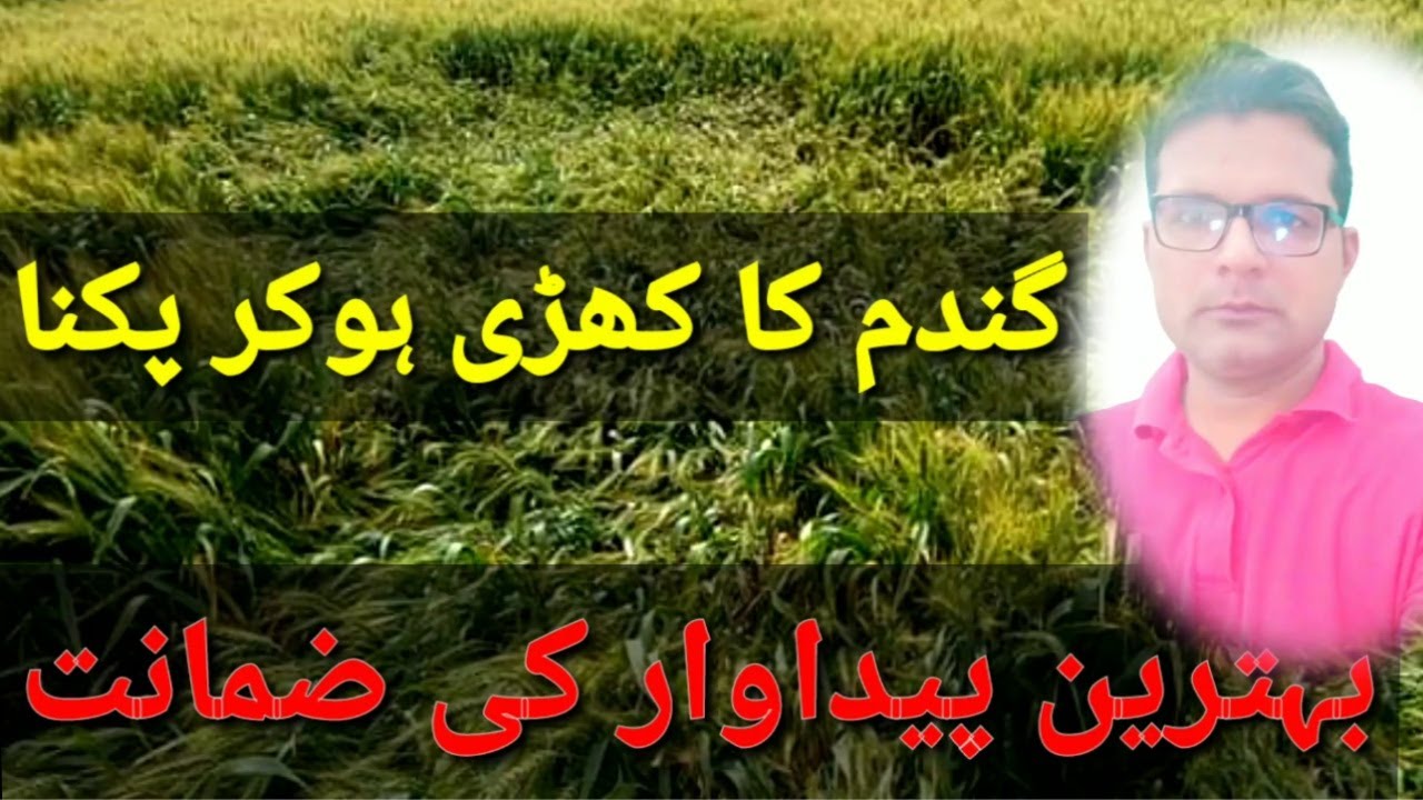 How to Prevent Wheat Lodging | How to Avoid Wheat Lodging | Wheat Falling| Hafeez Pakistan Ranipur|