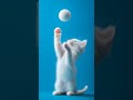 White cat playing... #cat #cutecat #meow #shorts