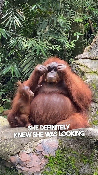This orangutan stole a girl’s sunglasses 😂